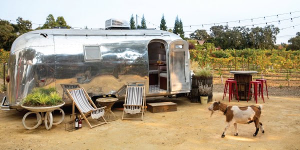 A goat strolls past a stylish airstream trailer parked in front of vineyards.