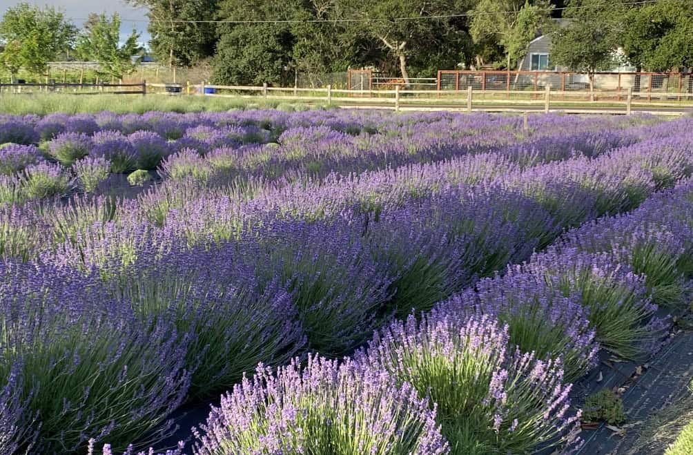 Rows of vibrant lavender fields
