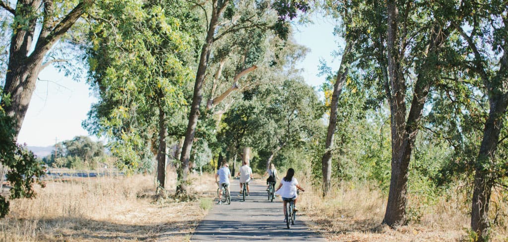 Four bicyclists ride along a car-free bike path surrounded by Eucalyptus trees