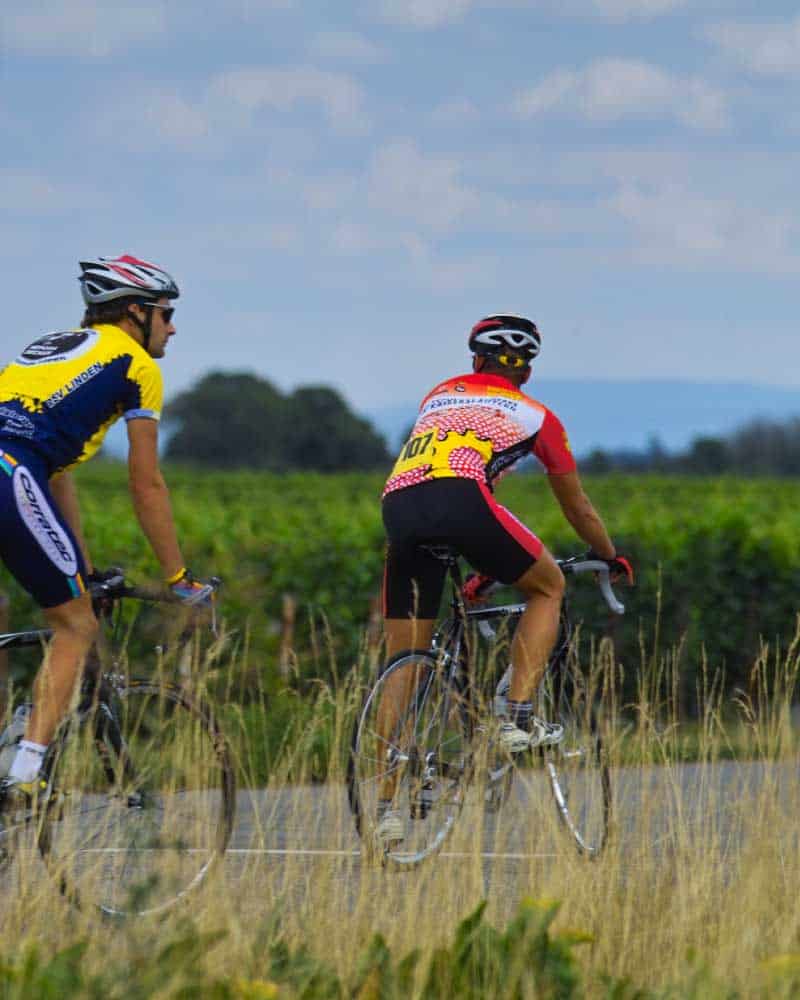 Two road cyclists ride on a road past vineyards.