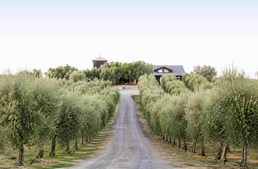 Gravel driveway surrounded by olive orchards leading to Olive Hill Estates