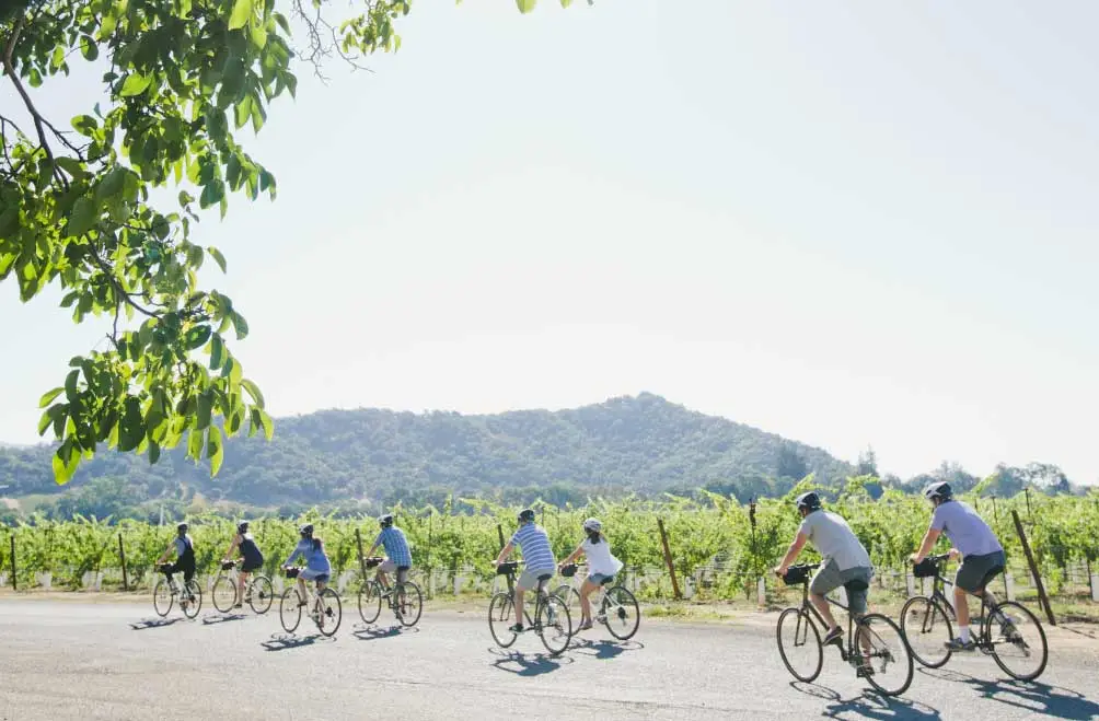 A group of eight rides bikes along a quiet road bordered by vineyards.