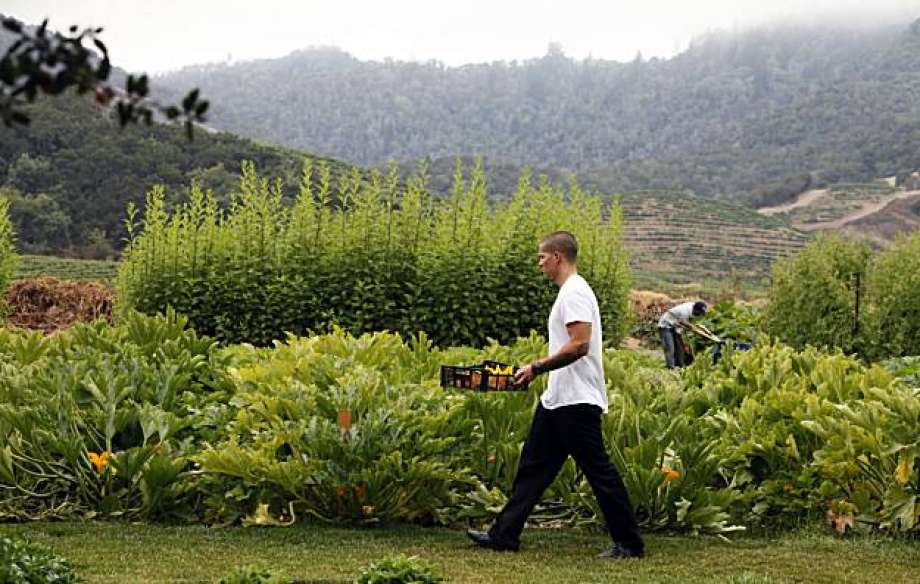 A chef carries a tray of just-picked produce while walking past lush garden plots at the French Laundry Culinary Garden.