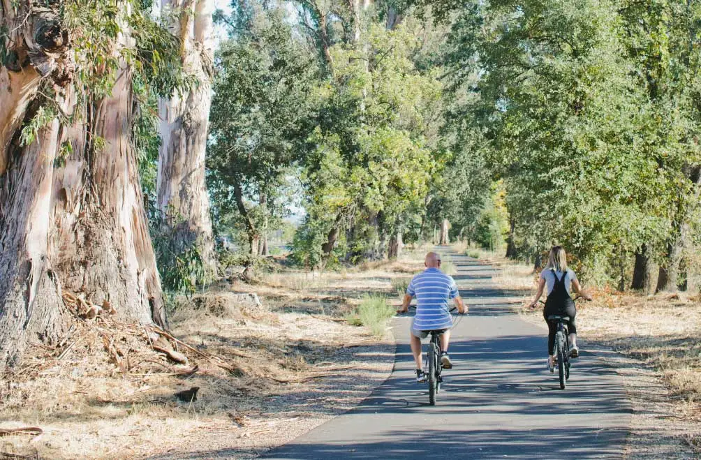 A group bikes along a car-free bike path bordered by towering eucalyptus trees.