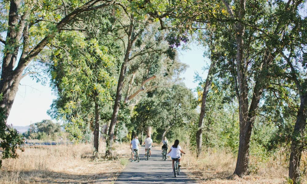 A group of four rides through a tree-lined section of the Napa Valley Vine Trail bike path south of Yountville in Napa Valley