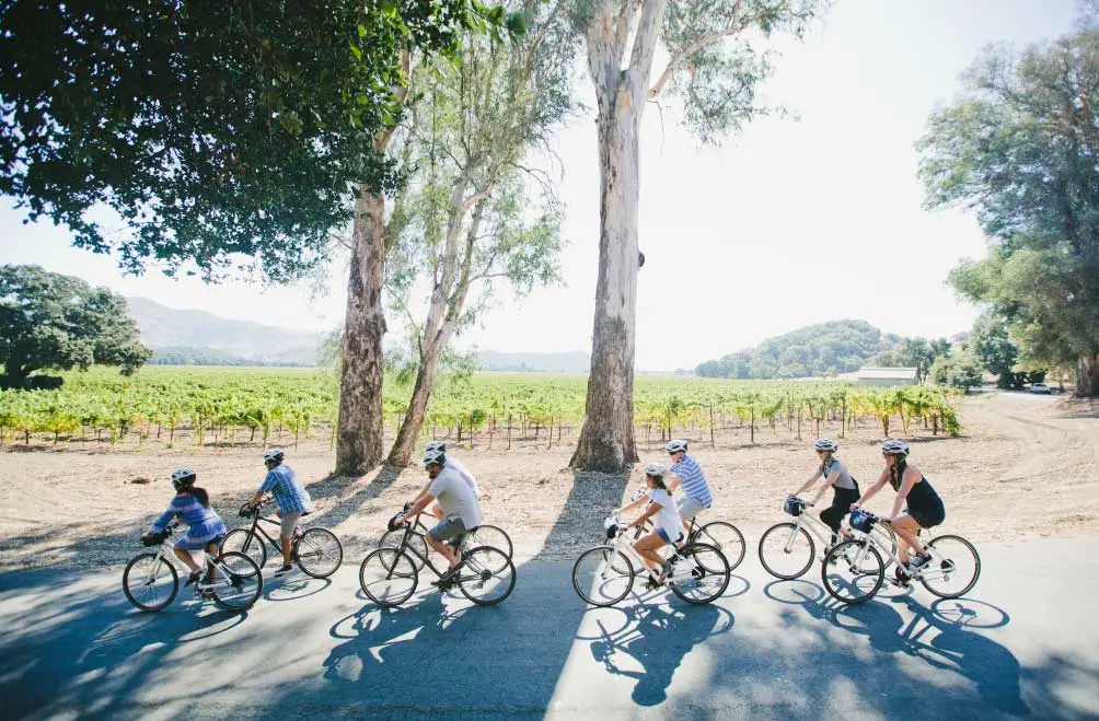 A group of eight rides along a country road in the shade of towering eucalyptus trees with vineyard views in the distance.