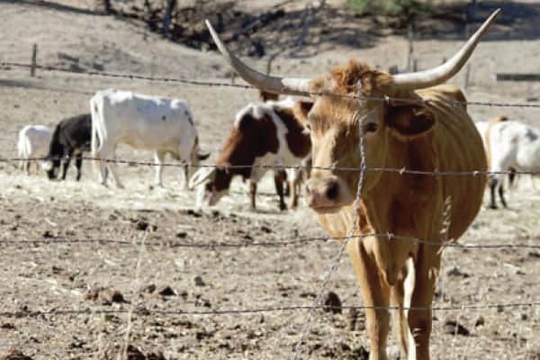 A young longhorn calf stands behind a box wire fence
