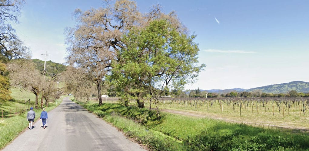 Two people walk along a quiet country road bordered by oak trees and vineyards